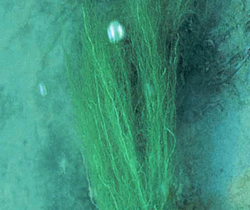 Ulva Compress Seaweed 