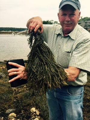 Dr. Charles Yarish, Professor of Marine Sciences, University of Connecticut, Stamford, with seaweed in Maine