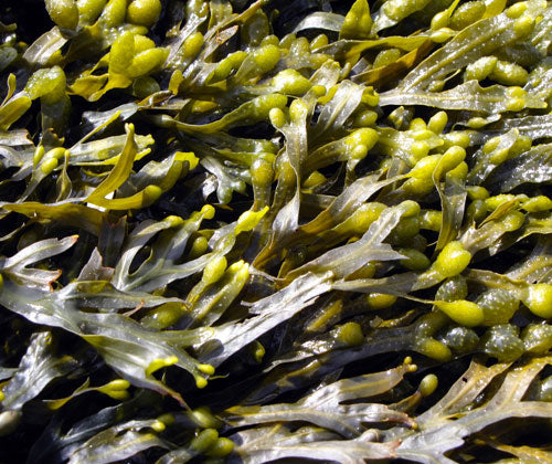 Fucus vesiculosus Seaweed 