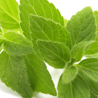 Melissa Officinalis (Balm Mint) Leaf Extract