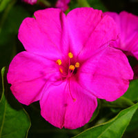 Mirabilis Jalapa Extract