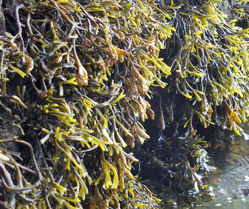 Pelvetia canaliculata Seaweed  