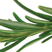 Rosmarinus Officinalis (Rosemary) Leaf Extract