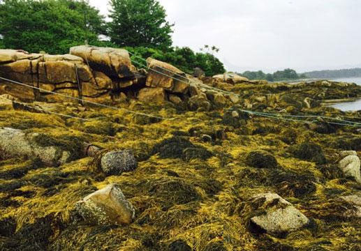 Sustainably Harvested Seaweed off the coast of Maine 