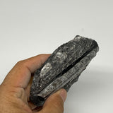 155.9g, 3.7"x2.6"x0.7" Fossils Orthoceras (straight horn) SQUID @Morocco, B23577