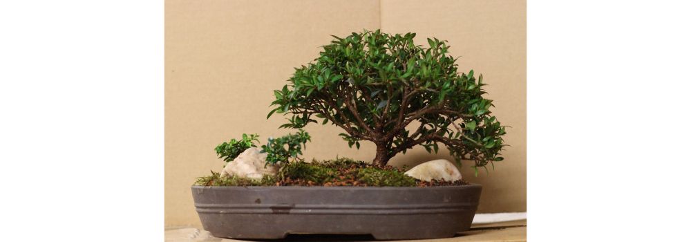 Image of a salkei made with Brush Cherry and Kingsville Boxwood