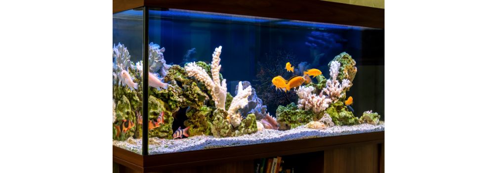 image of a home aquarium with corals and fish