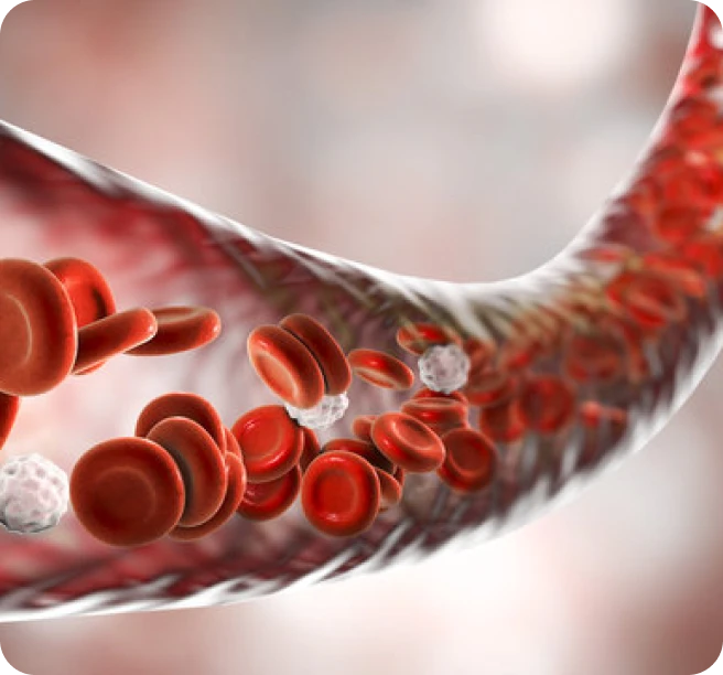 Illustration of red and white blood cells flowing through a blood vessel.