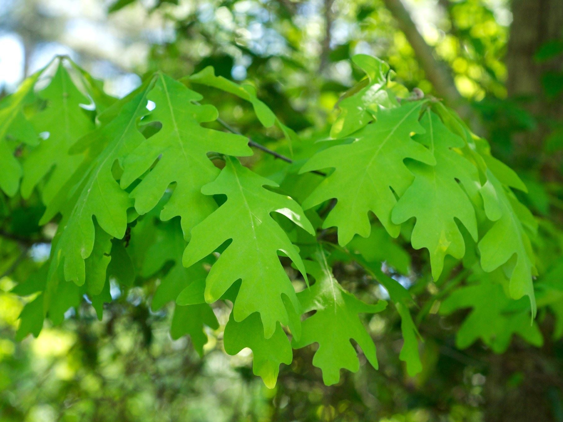 Chene blanc ou Quercus alba Arbres Rares