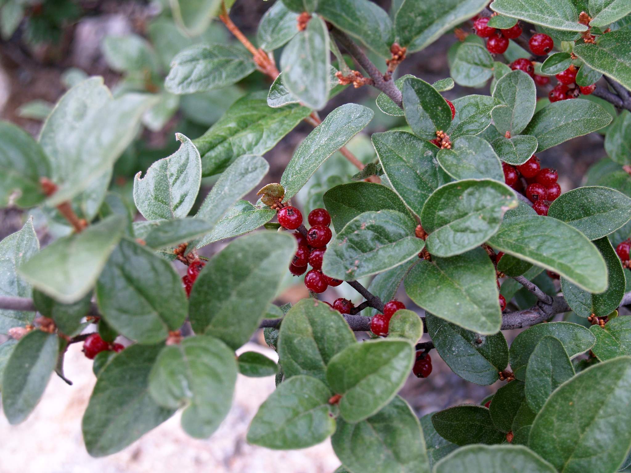 Shepherdie du Canada ou Shepherdia canadensis