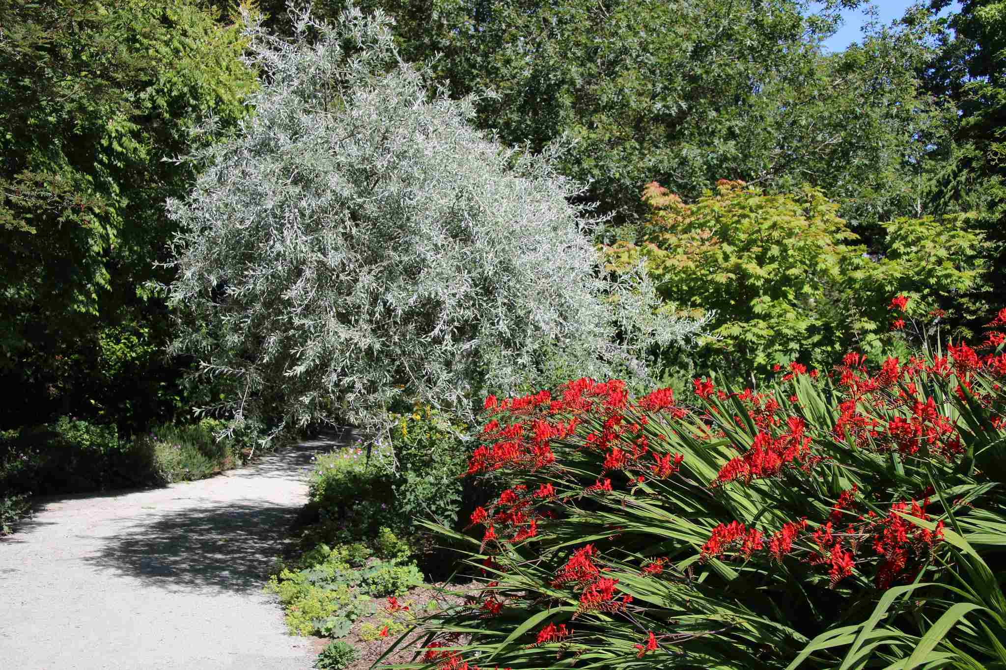 Olivier de Boheme ou Elaeagnus angustifolia Parc