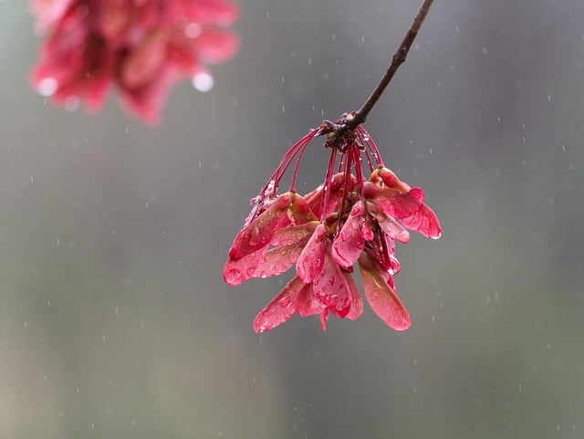 Samarres d'érables rouges au printemps