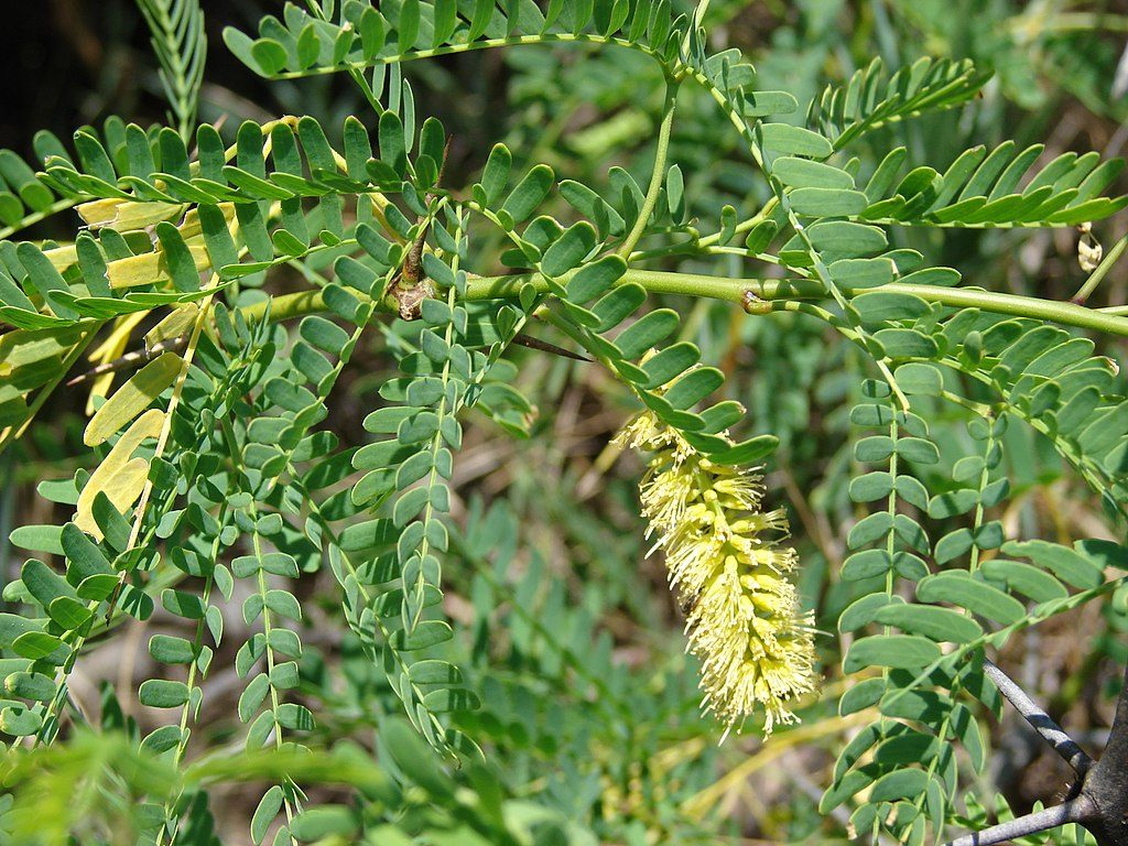 1024px-Starr_070404-6613_Prosopis_juliflora