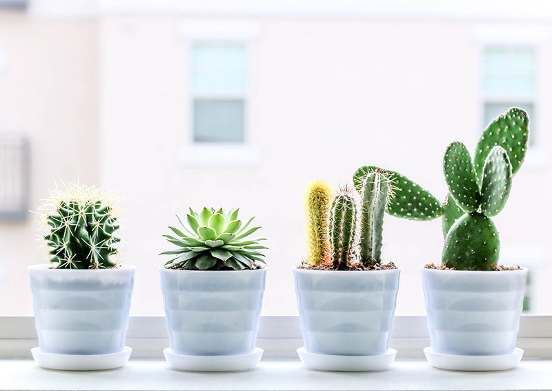 Cactus_plante_verte_bureau