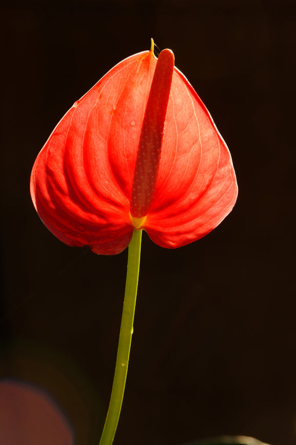 L'anthurium