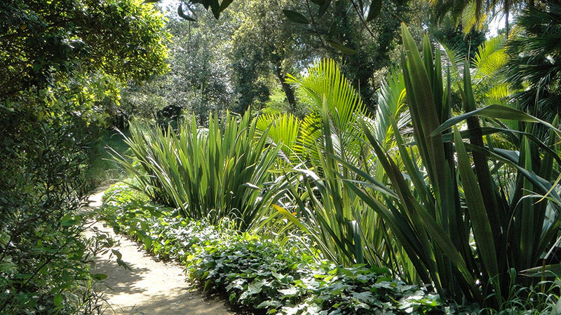Jardin de Nouvelle-Zélande © Domaine du Rayol