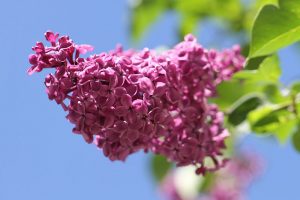 Lilas