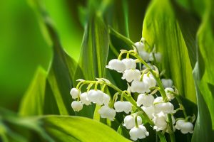 Muguet