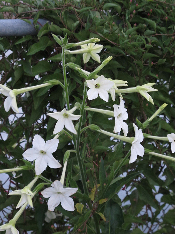 Nicotiana alata - Photo credit scott.zona on Visualhunt CC BY-NC