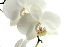 Orchidee