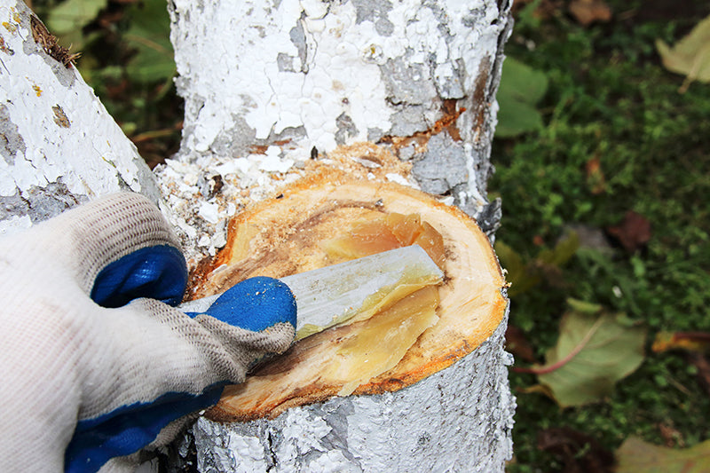 plaie arbre mastic