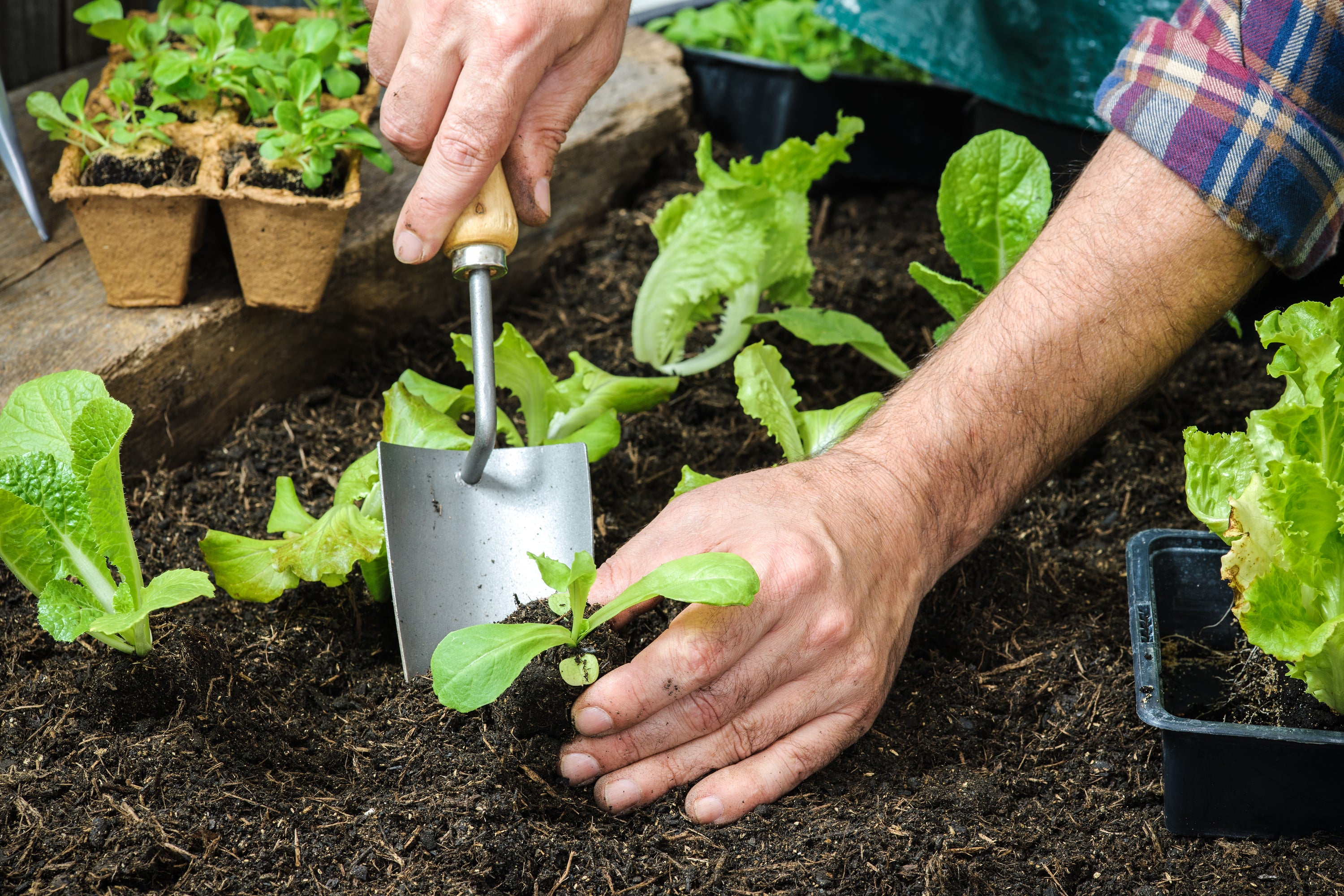 plantes-travaux-manuels