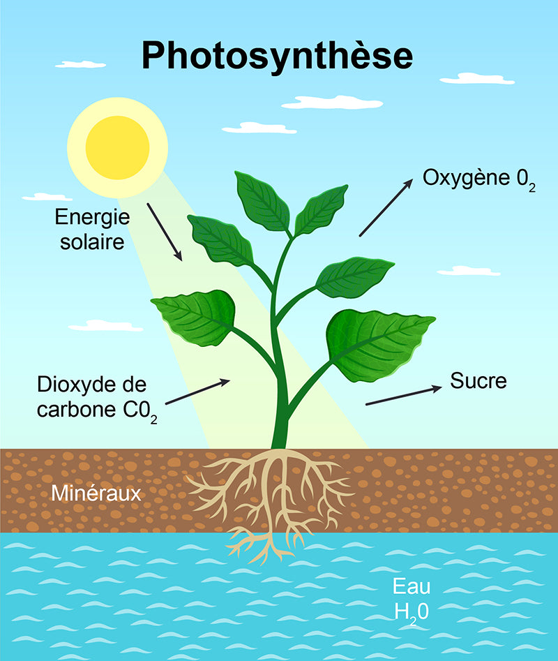 Photosynthèse