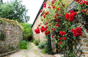 Rosier rouge grimpant sur un mur