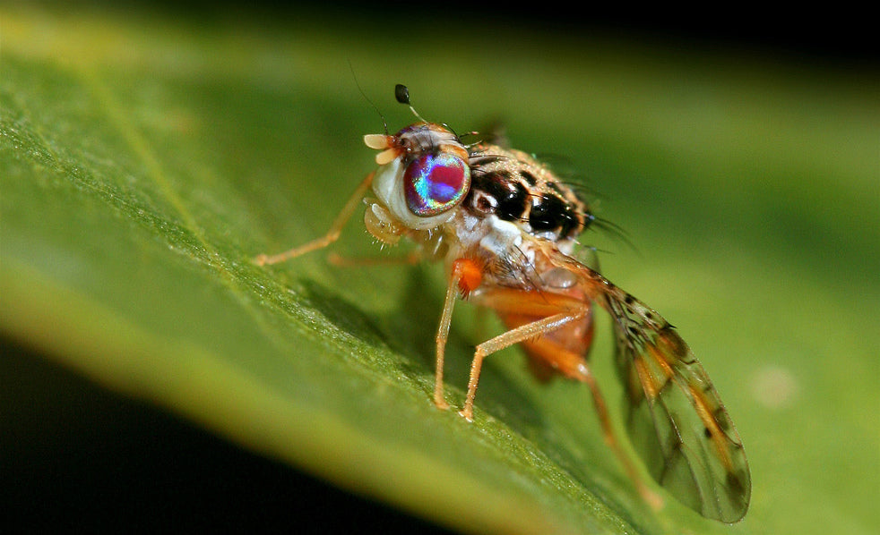 Tephritidae_Ceratitis_capitata,_male