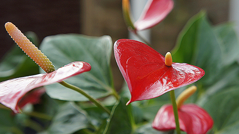 anthurium_plante_bureau