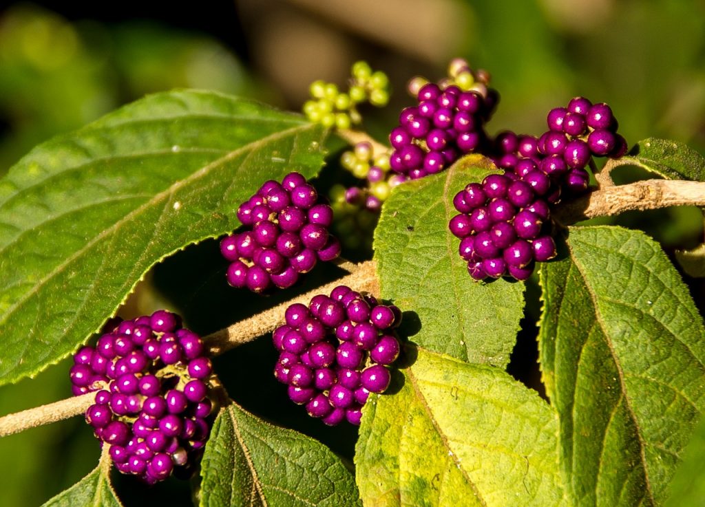 arbre a bonbons - callicarpa