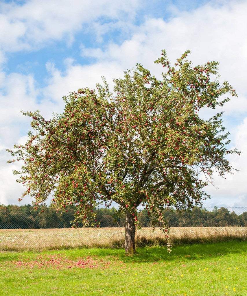 arbre_fruit