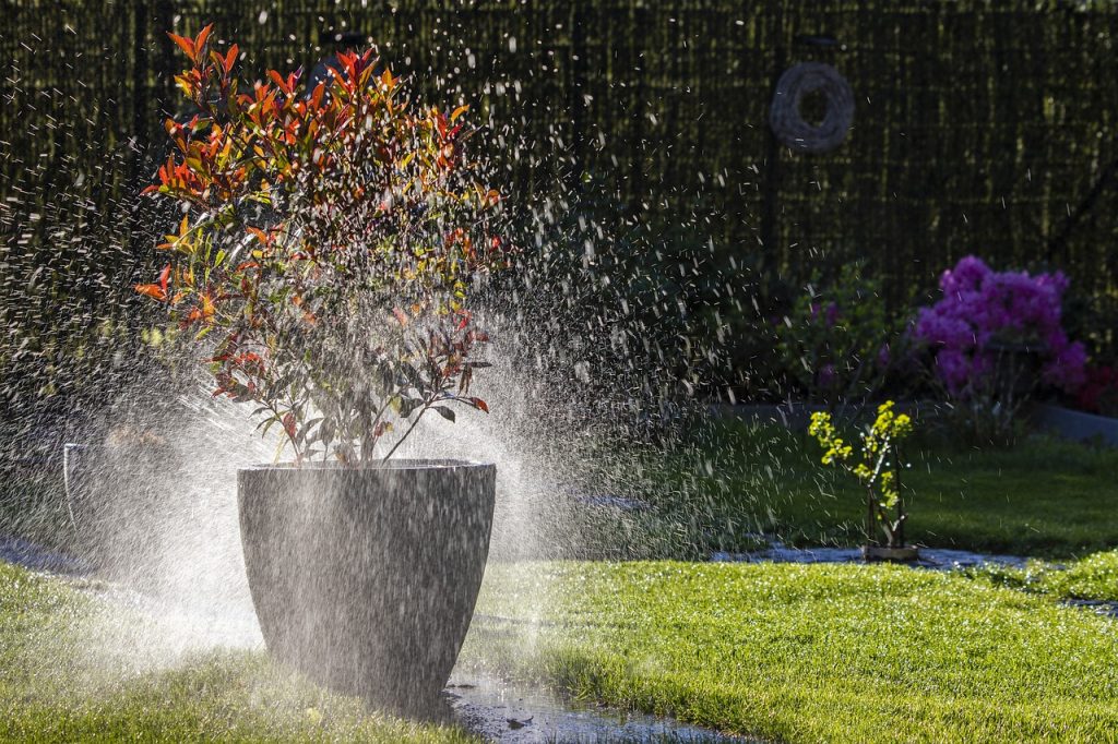 jardin arrosage été plante