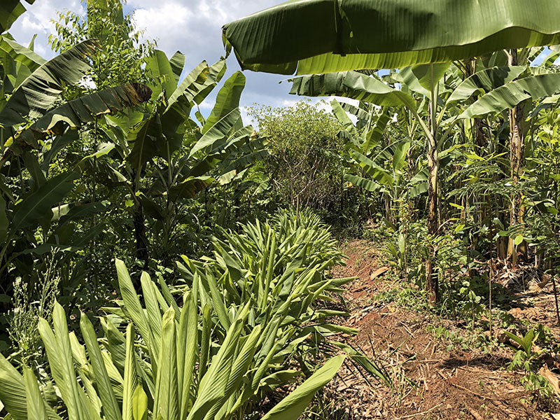 banane arbre