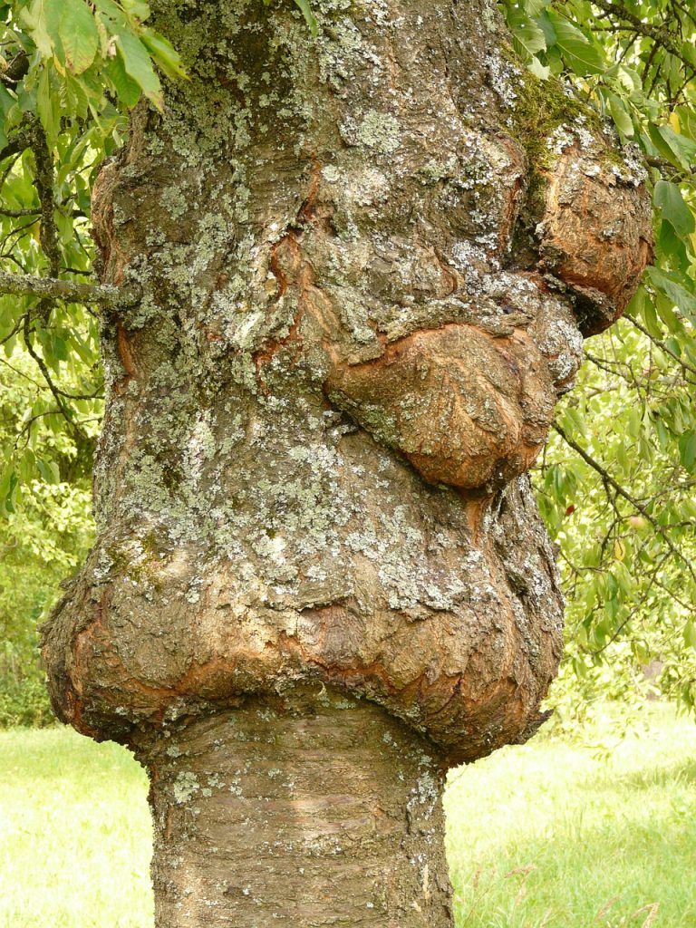 chancre arbre oleomac