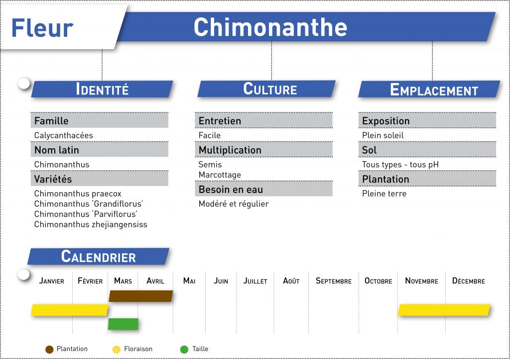 chimonanthe