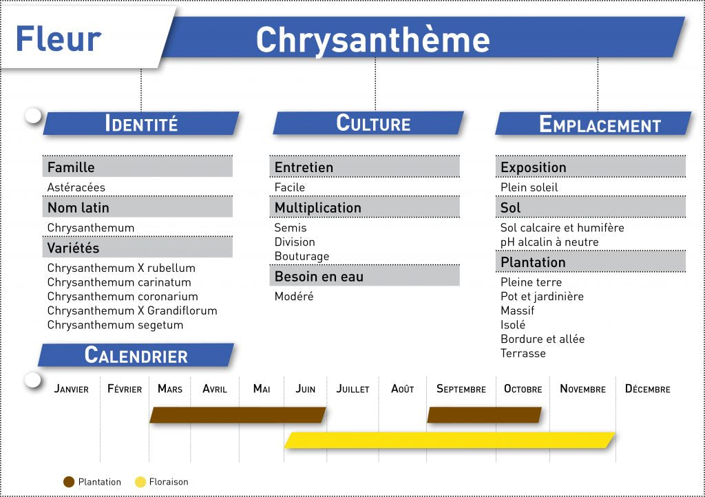 fiche telecharger chrysantheme