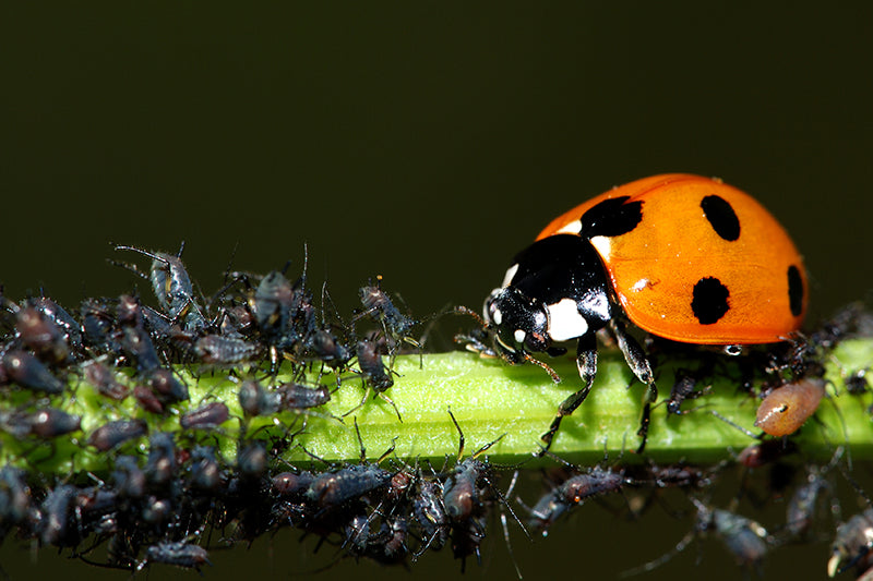 coccinelle et pucerons