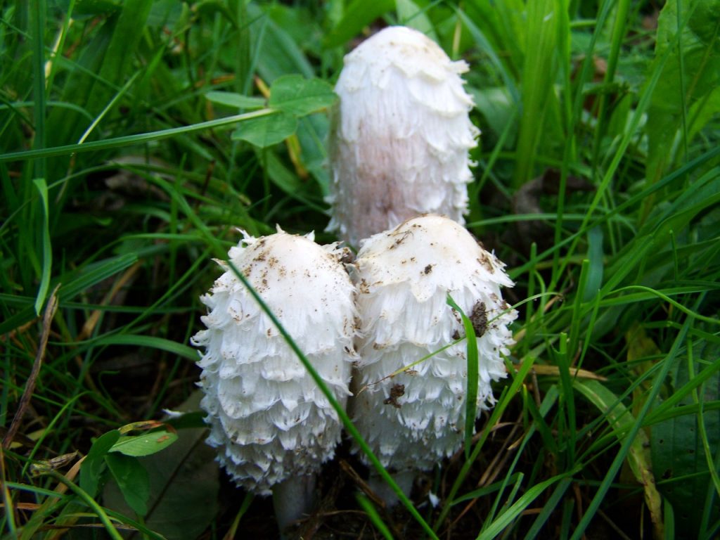 champignon comestible de France