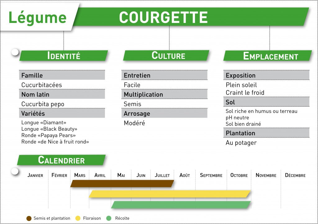 fiche a telecharger courgette