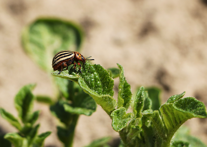 doryphores-jardin-potager