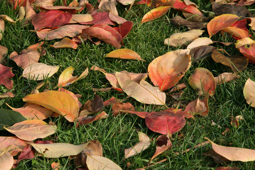 feuilles automne sur pelouse