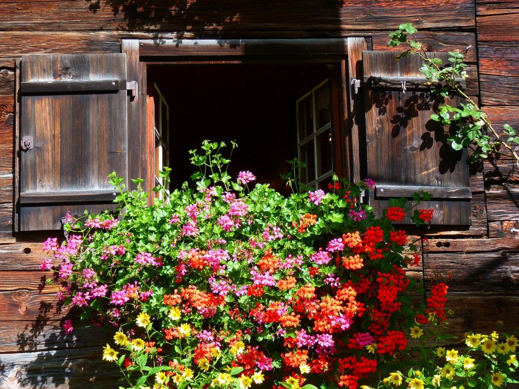 geranium balcon jardiniere oleomac