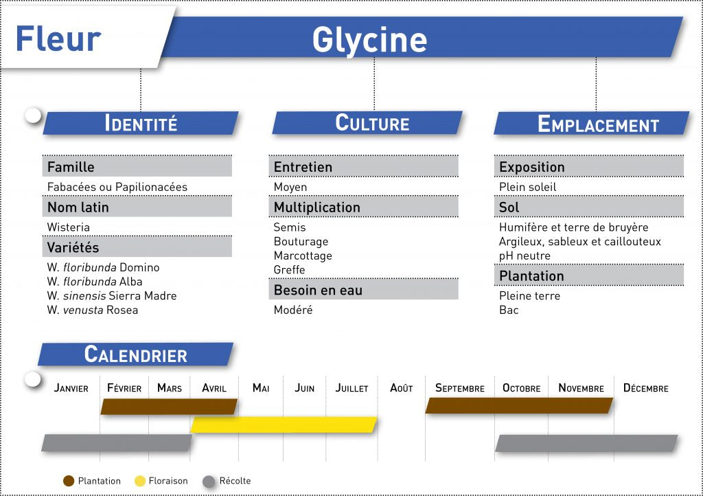 glycine