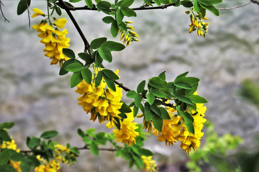 glycine jaune