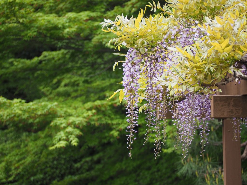 glycine wisteria