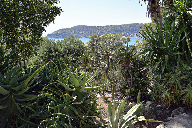 oleomac jardin mexicain aloes jardins Ephrussi