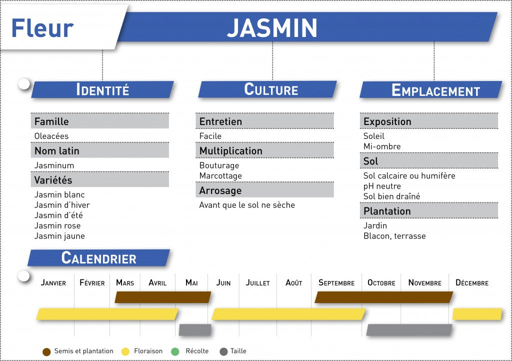 jasmin fiche telechargeable