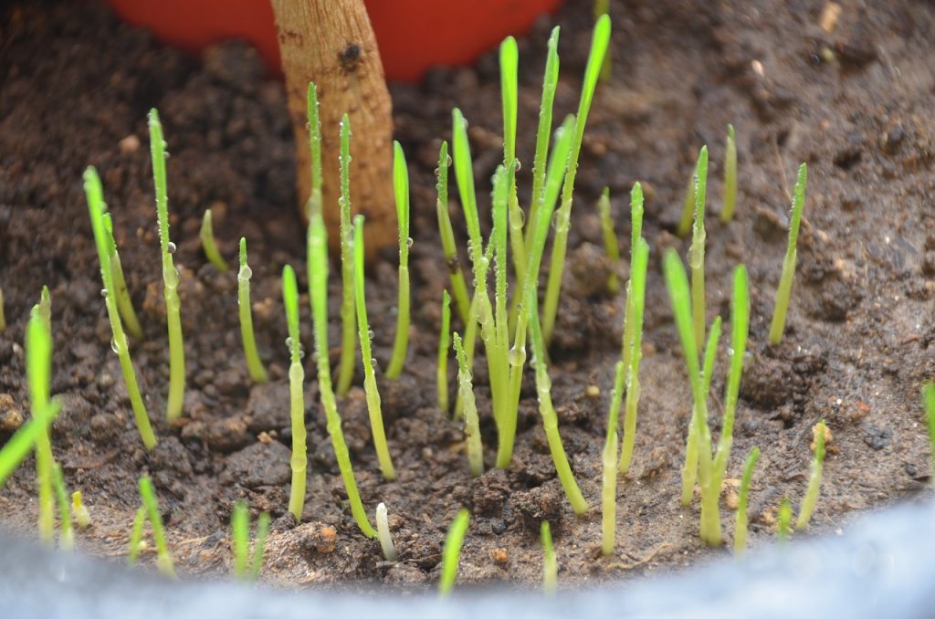 terre jeune pousse jardin