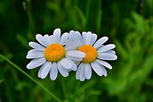 Marguerite